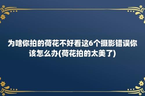 为啥你拍的荷花不好看这6个摄影错误你该怎么办(荷花拍的太美了)