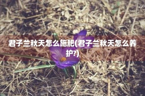 君子兰秋天怎么施肥(君子兰秋天怎么养护?)