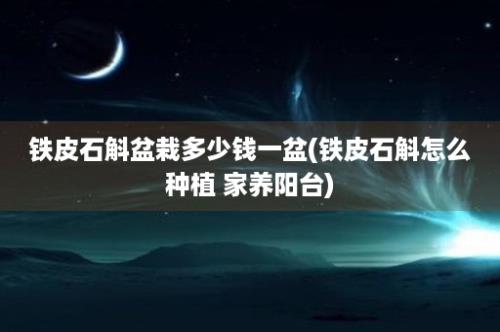 铁皮石斛盆栽多少钱一盆(铁皮石斛怎么种植 家养阳台)