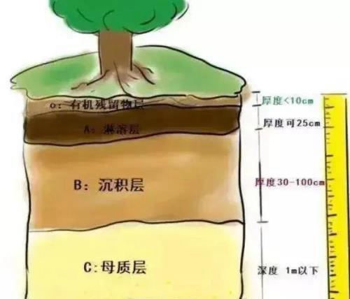 种植优质柑橘，先搞清楚果园土壤是否达标！教你如何改良土壤