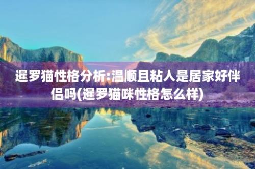 暹罗猫性格分析:温顺且粘人是居家好伴侣吗(暹罗猫咪性格怎么样)