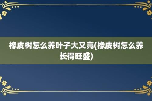 橡皮树怎么养叶子大又亮(橡皮树怎么养长得旺盛)