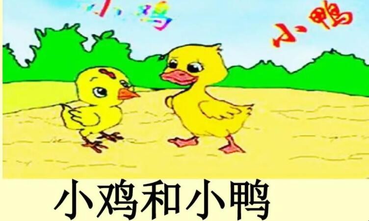 小鸡和小鸭作文怎么写
