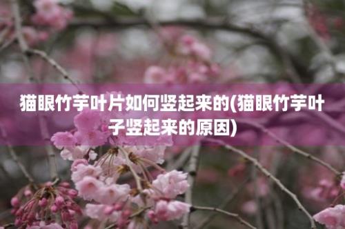 猫眼竹芋叶片如何竖起来的(猫眼竹芋叶子竖起来的原因)