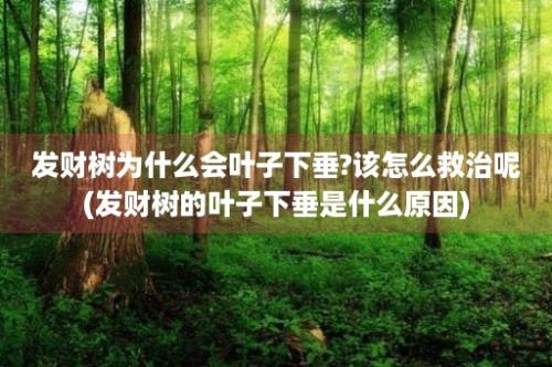 发财树为什么会叶子下垂?该怎么救治呢(发财树的叶子下垂是什么原因)