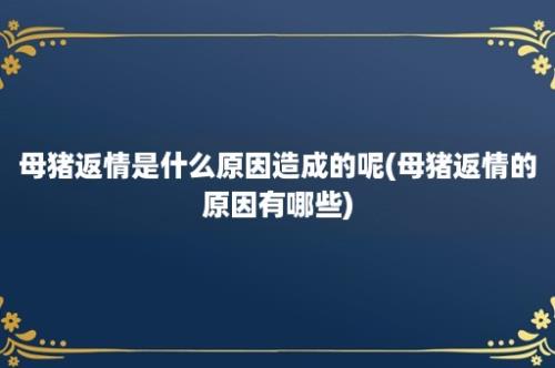 母猪返情是什么原因造成的呢(母猪返情的原因有哪些)