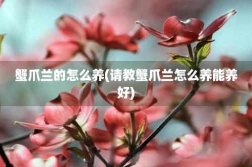 蟹爪兰的怎么养(请教蟹爪兰怎么养能养好)