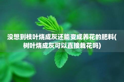 没想到枝叶烧成灰还能变成养花的肥料(树叶烧成灰可以直接栽花吗)