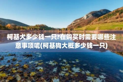 柯基犬多少钱一只?在购买时需要哪些注意事项呢(柯基狗大概多少钱一只)