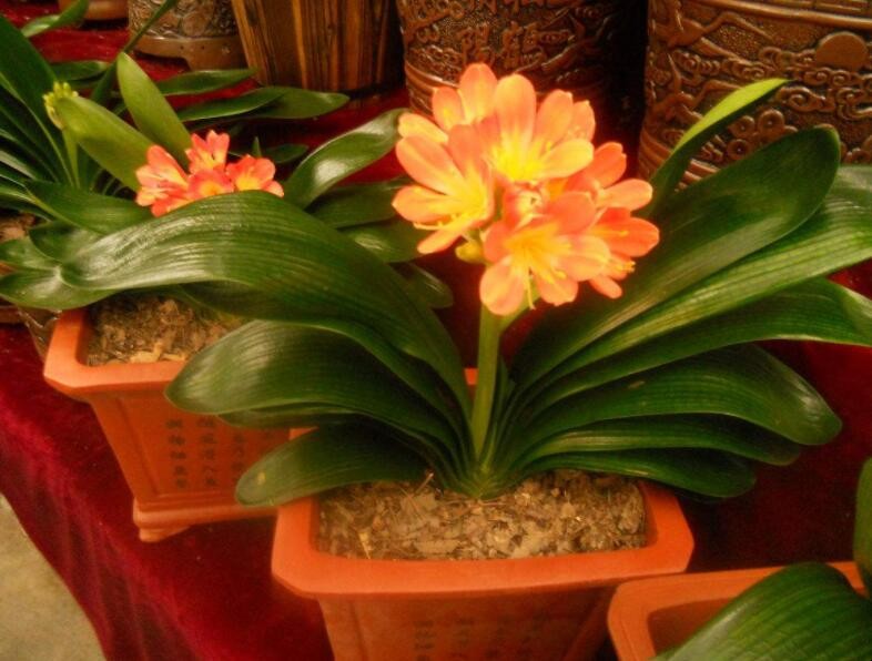 君子兰砍头位置