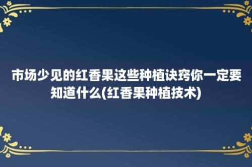 市场少见的红香果这些种植诀窍你一定要知道什么(红香果种植技术)