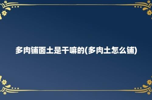 多肉铺面土是干嘛的(多肉土怎么铺)