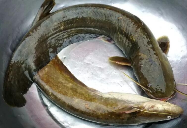 鲶鱼