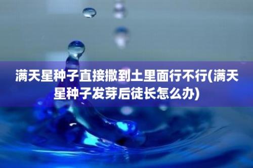 满天星种子直接撒到土里面行不行(满天星种子发芽后徒长怎么办)