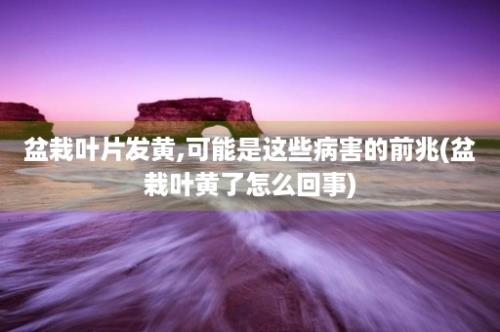 盆栽叶片发黄,可能是这些病害的前兆(盆栽叶黄了怎么回事)