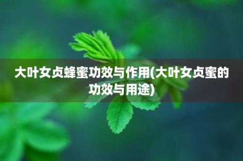 大叶女贞蜂蜜功效与作用(大叶女贞蜜的功效与用途)