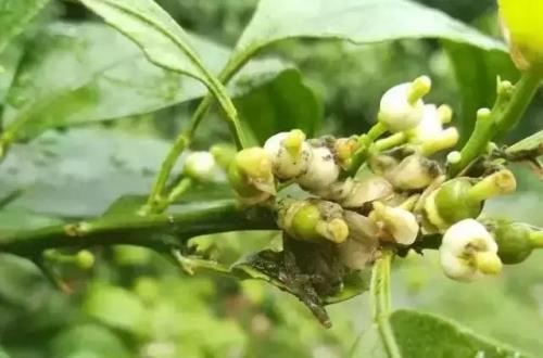 连续阴雨、采果偏迟，今年的柑橘花质堪忧！果农该如何壮花保花？