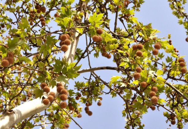 法国梧桐外型特征