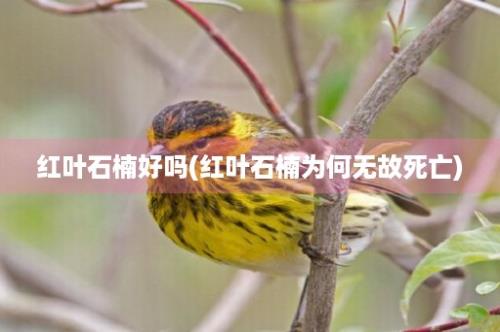 红叶石楠好吗(红叶石楠为何无故死亡)