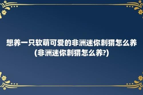 想养一只软萌可爱的非洲迷你刺猬怎么养(非洲迷你刺猬怎么养?)