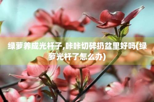 绿萝养成光杆子,咔咔切碎扔盆里好吗(绿萝光杆了怎么办)