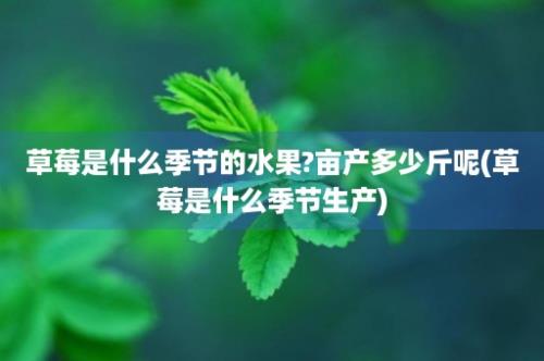 草莓是什么季节的水果?亩产多少斤呢(草莓是什么季节生产)