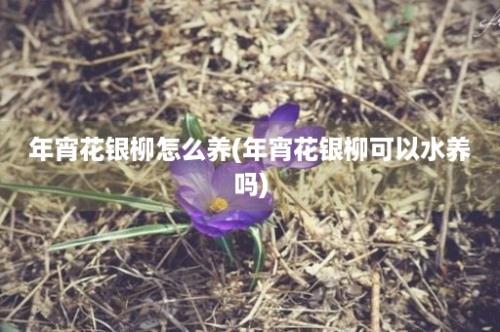 年宵花银柳怎么养(年宵花银柳可以水养吗)