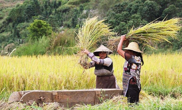 中国水稻种植业生产特点有什么