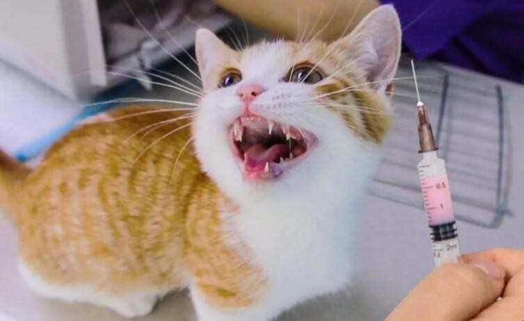一岁的猫没打过疫苗怎么打