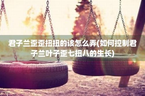 君子兰歪歪扭扭的该怎么弄(如何控制君子兰叶子歪七扭八的生长)