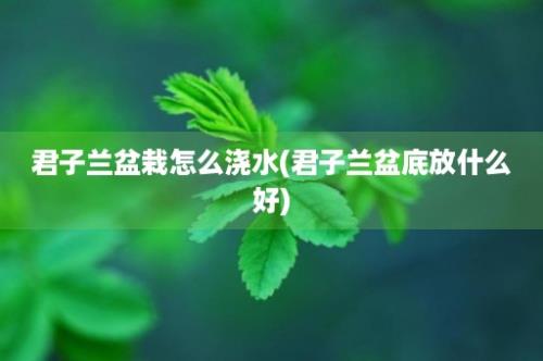 君子兰盆栽怎么浇水(君子兰盆底放什么好)