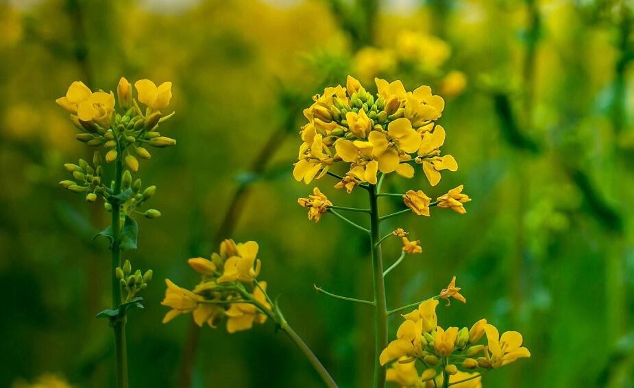 油菜花