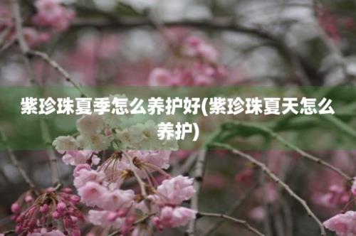 紫珍珠夏季怎么养护好(紫珍珠夏天怎么养护)