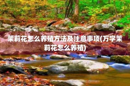 茉莉花怎么养殖方法及注意事项(万字茉莉花怎么养殖)