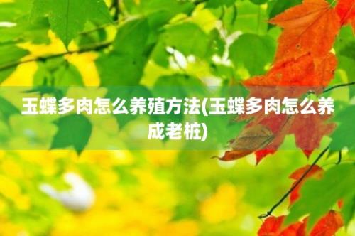 玉蝶多肉怎么养殖方法(玉蝶多肉怎么养成老桩)