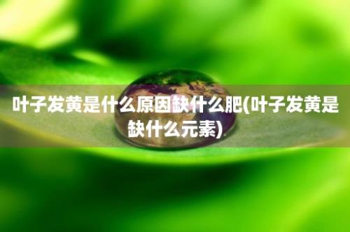 叶子发黄是什么原因缺什么肥(叶子发黄是缺什么元素)