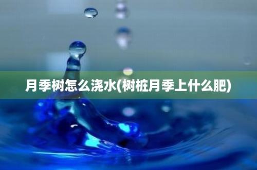 月季树怎么浇水(树桩月季上什么肥)