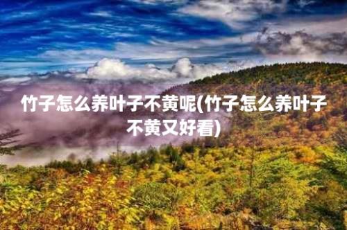 竹子怎么养叶子不黄呢(竹子怎么养叶子不黄又好看)