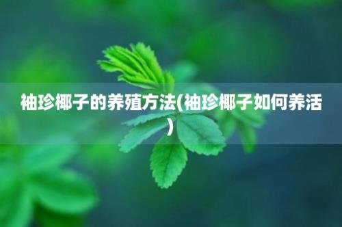 袖珍椰子的养殖方法(袖珍椰子如何养活)