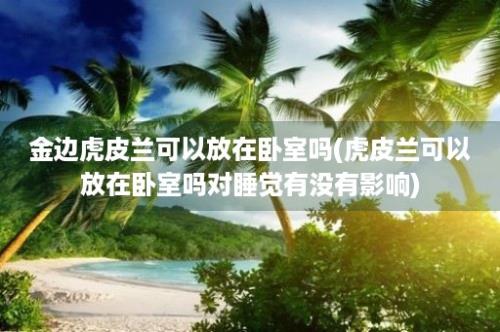 金边虎皮兰可以放在卧室吗(虎皮兰可以放在卧室吗对睡觉有没有影响)