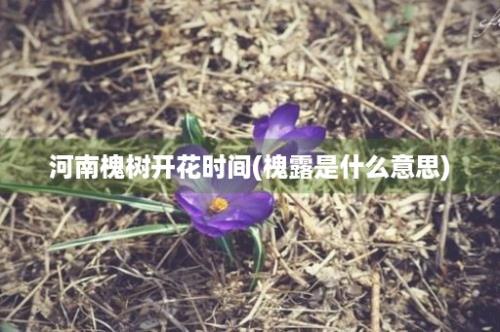 河南槐树开花时间(槐露是什么意思)