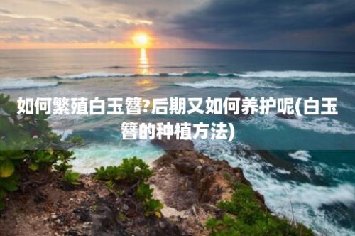 如何繁殖白玉簪?后期又如何养护呢(白玉簪的种植方法)