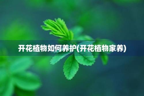 开花植物如何养护(开花植物家养)