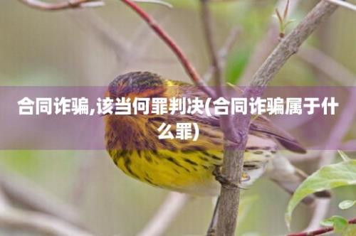 合同诈骗,该当何罪判决(合同诈骗属于什么罪)