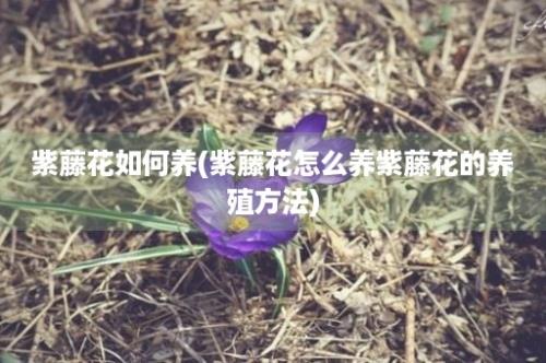 紫藤花如何养(紫藤花怎么养紫藤花的养殖方法)