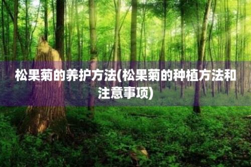 松果菊的养护方法(松果菊的种植方法和注意事项)