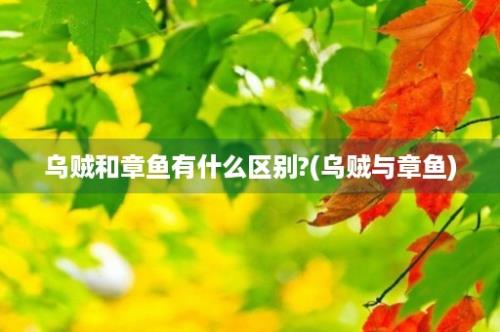 乌贼和章鱼有什么区别?(乌贼与章鱼)