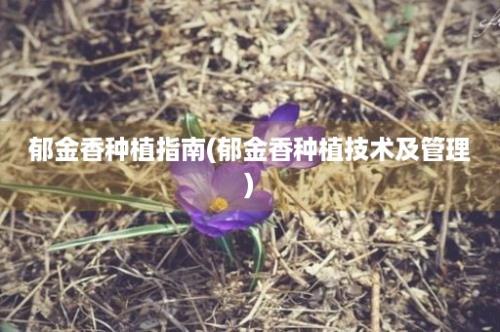 郁金香种植指南(郁金香种植技术及管理)