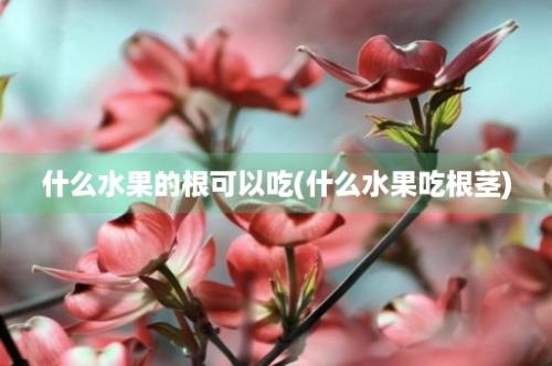 什么水果的根可以吃(什么水果吃根茎)