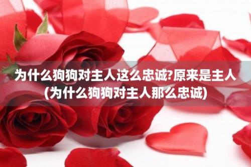 为什么狗狗对主人这么忠诚?原来是主人(为什么狗狗对主人那么忠诚)